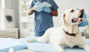 The Importance Of Accurate Intake And Output Records In Animal Hospital Care