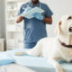 The Importance Of Accurate Intake And Output Records In Animal Hospital Care