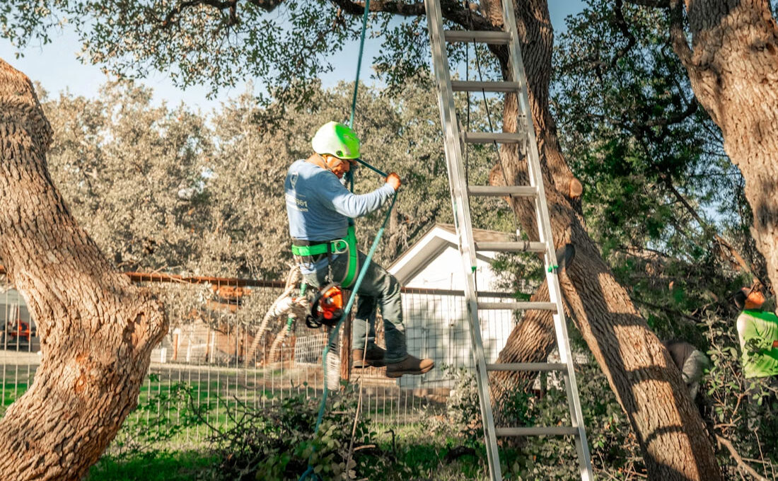 Top 5 Tree Service And Landscape Companies On The Outer Banks