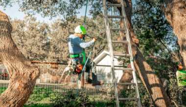Top 5 Tree Service And Landscape Companies On The Outer Banks
