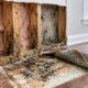 A Homeowners Guide to Preventing Water Damage and Mold