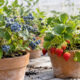 Choosing Organic Berry Cultivars That Fit Your Climate and Soil