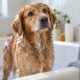 Dog Bathing Tips for Helping Nervous Pets Become More Comfortable With Regular Wash Routines