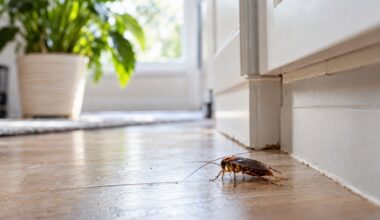 Exterminator Insights for Understanding Why Pest Activity Can Return After Initial Treatment