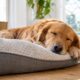 Managing a Dog Energy Rest and Behavior Before and After Regular Daycare Visits