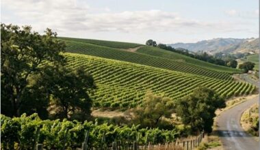 Midweek Travel in California Wine Country What Changes When You Skip the Weekend