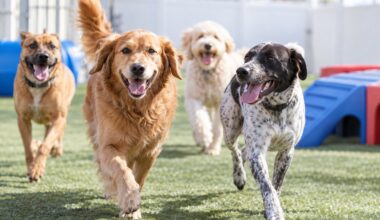 What Owners Should Consider Before Adding Dog Daycare to a Regular Weekly Routine