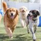 What Owners Should Consider Before Adding Dog Daycare to a Regular Weekly Routine