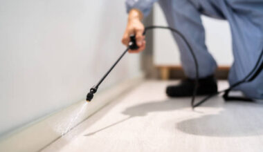 Why Some Homes Attract More Pests Than Others